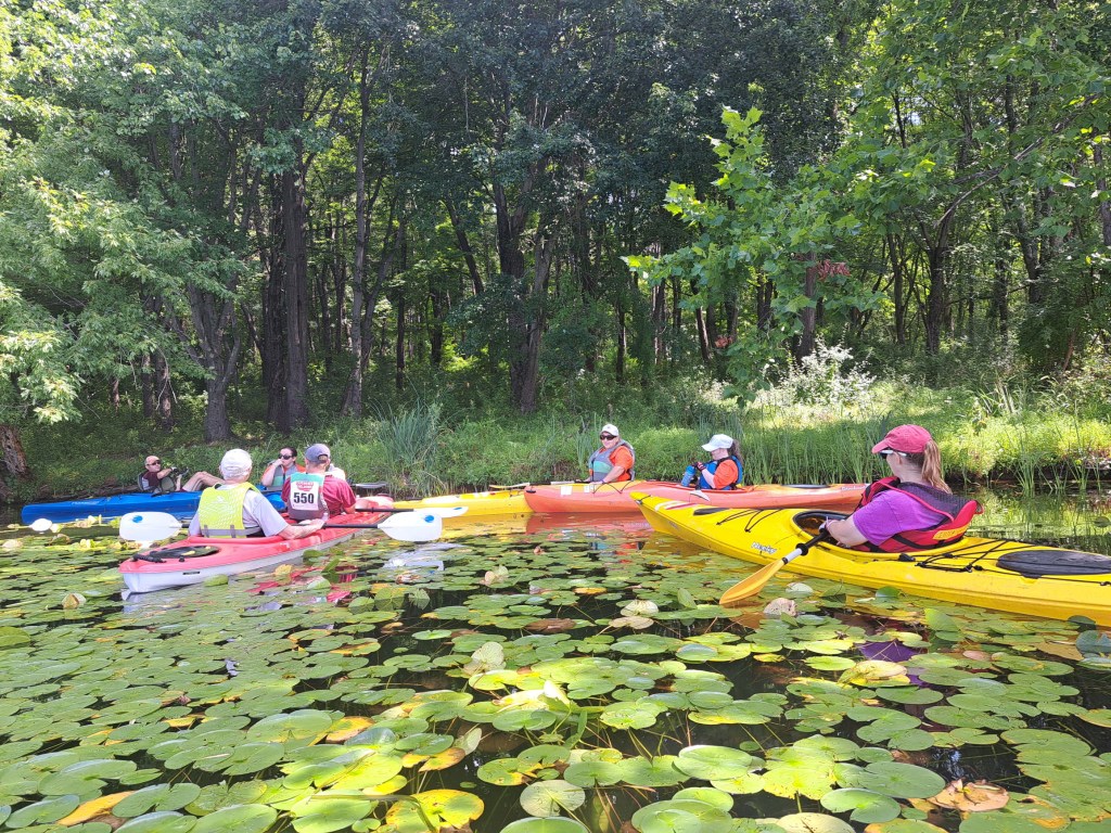kayaks on the water